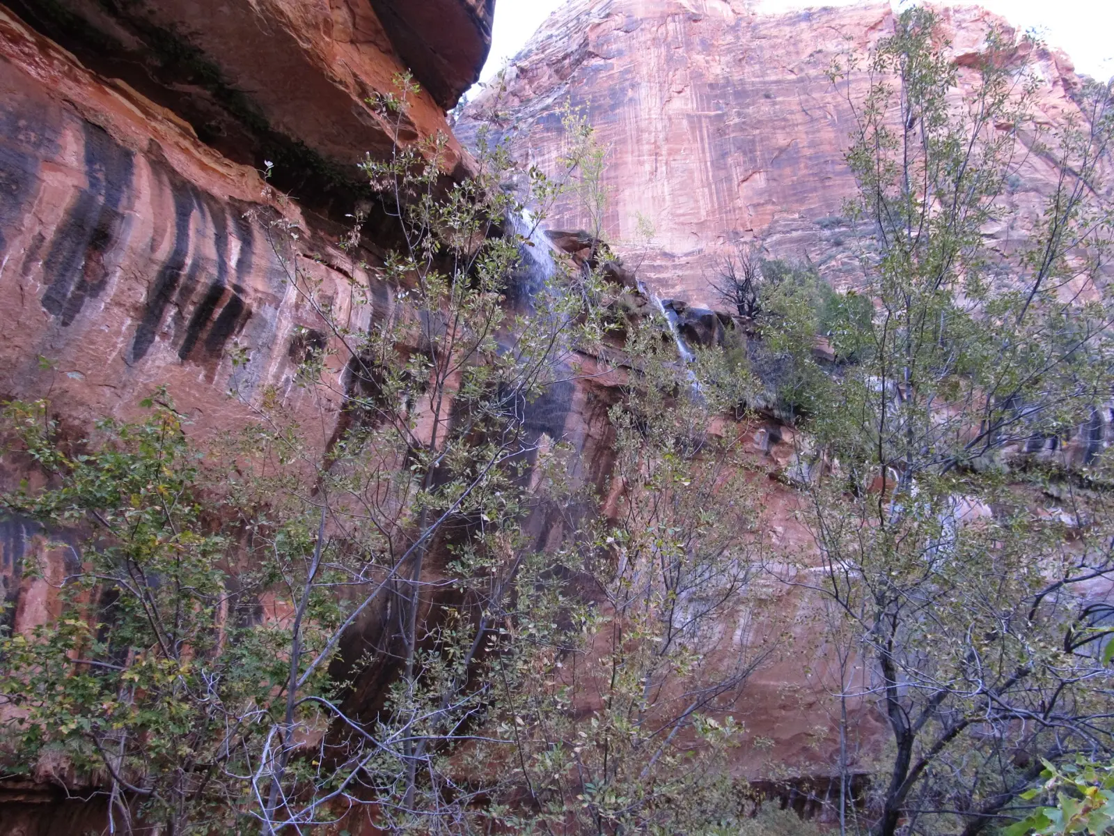 Water trickling down the hanging garden of Zion's Lower Emerald Pool above a leafy alcove