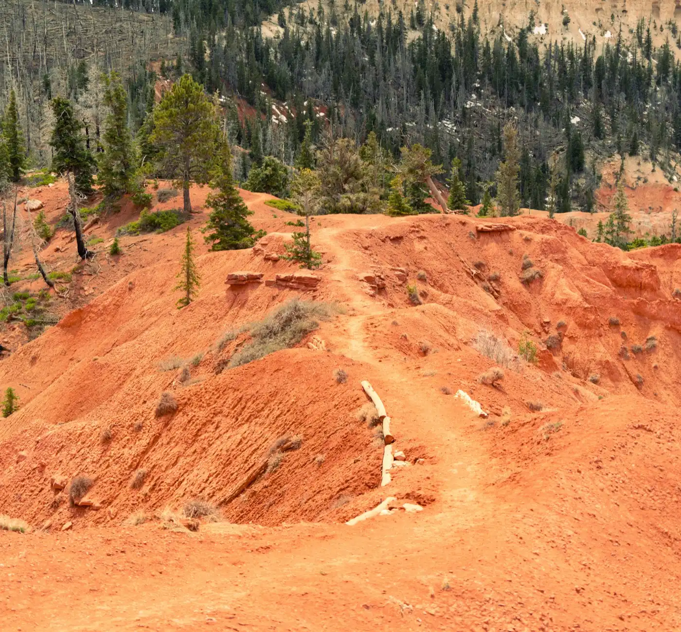 Hand-built bermed singletrack cutting through red Mars-colored soil and ponderosa pines on the Bryce/Red Canyon high-country trail