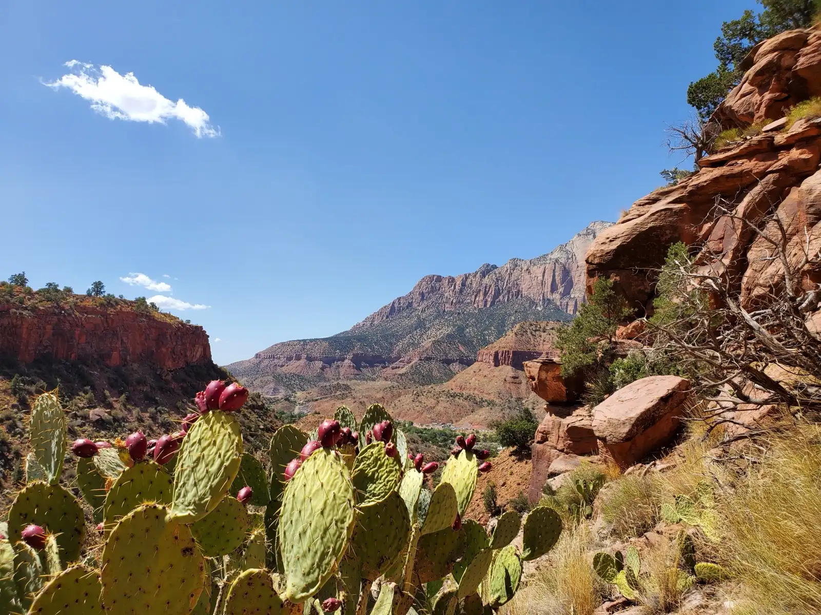 View from the Watchman Trail in Zion: prickly pear in foreground, red sandstone cliffs and the Towers of the Virgin in the distance